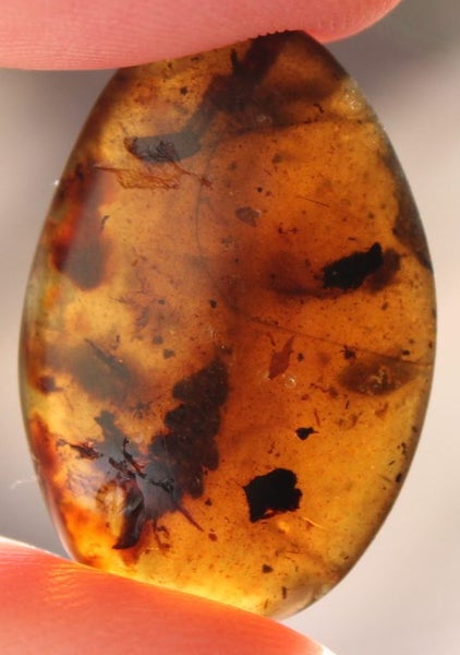 Rare Plant and leaves Baltic Amber 200 million years old Carousel 1
