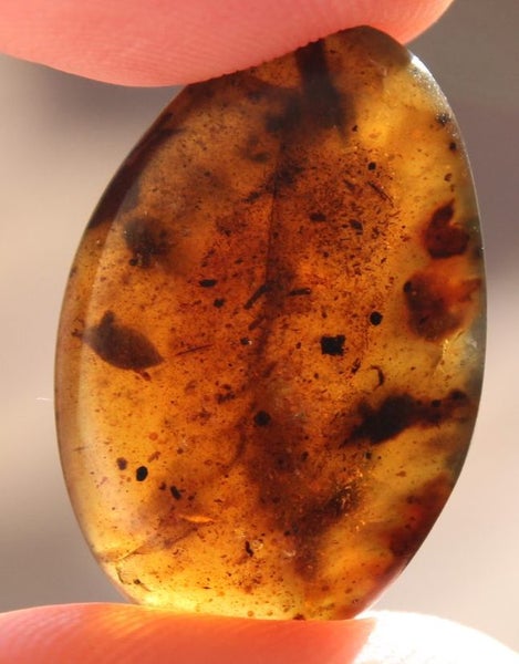 Rare Plant and leaves Baltic Amber 200 million years old Carousel 2