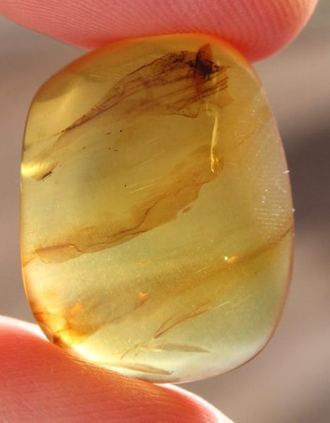 Rare Plant and leaves Baltic Amber 200 million years old Carousel 1
