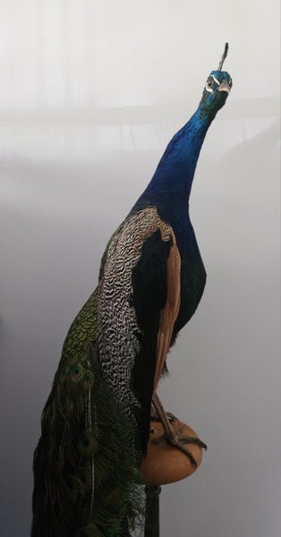 Taxidermy Peacock Carousel 2