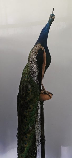 Taxidermy Peacock Carousel 4