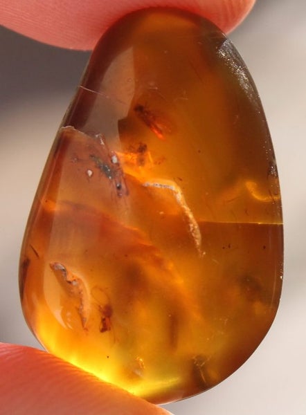 Swarm of caddis flies Burmese Amber 100 million years old RARE Carousel 2
