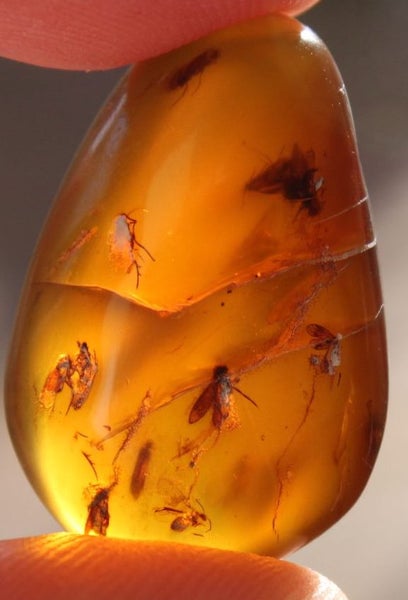Swarm of caddis flies Burmese Amber 100 million years old RARE Carousel 1