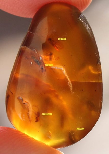 Swarm of caddis flies Burmese Amber 100 million years old RARE Carousel 3