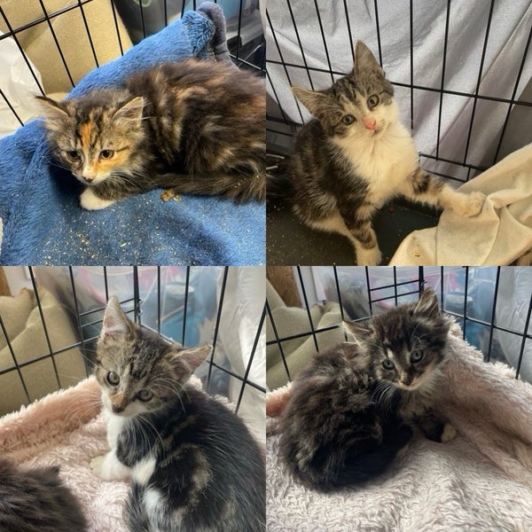 Sweet desexed kittens available Carousel 1
