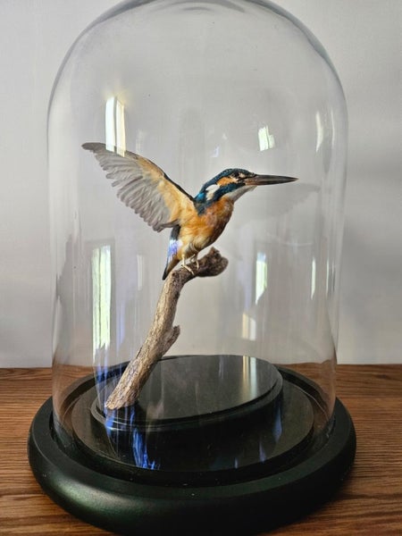 Taxidermy Kingfisher Carousel 1