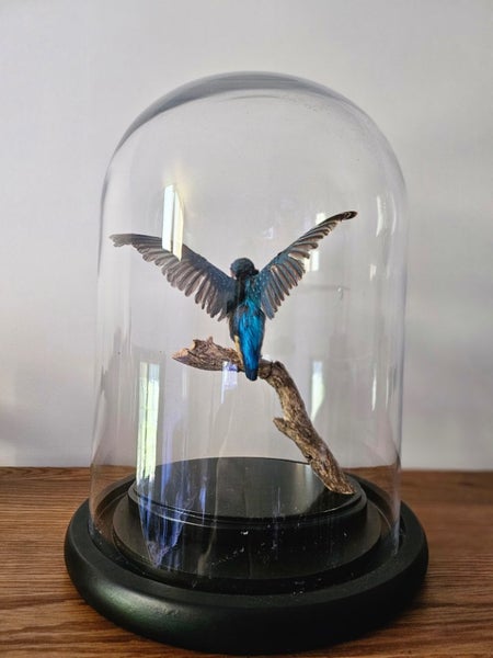Taxidermy Kingfisher Carousel 2