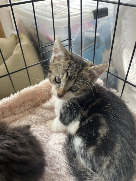 Sweet desexed kittens available Carousel 2