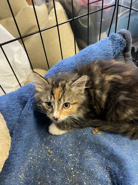 Sweet desexed kittens available Carousel 4
