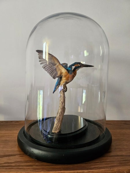 Taxidermy Kingfisher Carousel 5