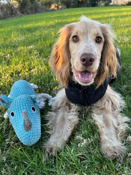 Sweet Cocker looking for a loving home Carousel 1