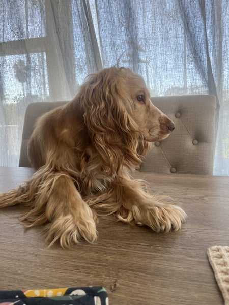 Sweet Cocker looking for a loving home Carousel 4