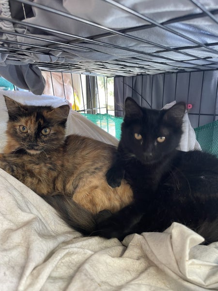 Fluffy Sisters desexed Carousel 1
