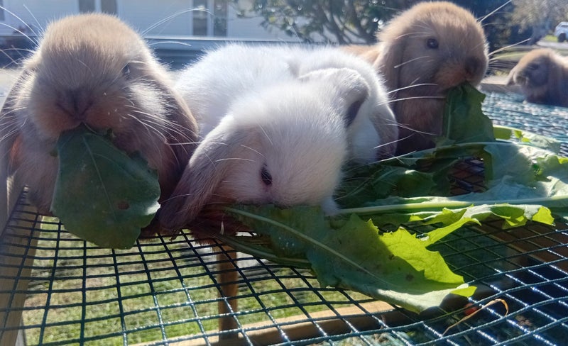 Adorable Purebred Minilop Babies - Ready May Carousel 1