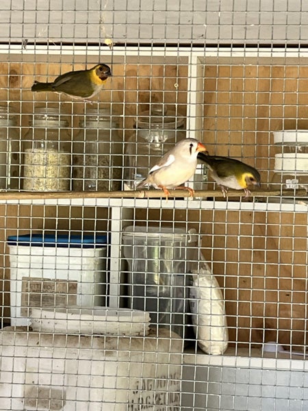 Cuban finch Carousel 2