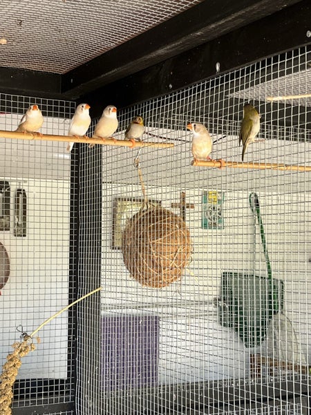 Zebra finches Carousel 1