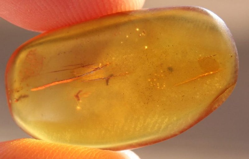Insect Burmese Amber 100 million years old RARE Carousel 1