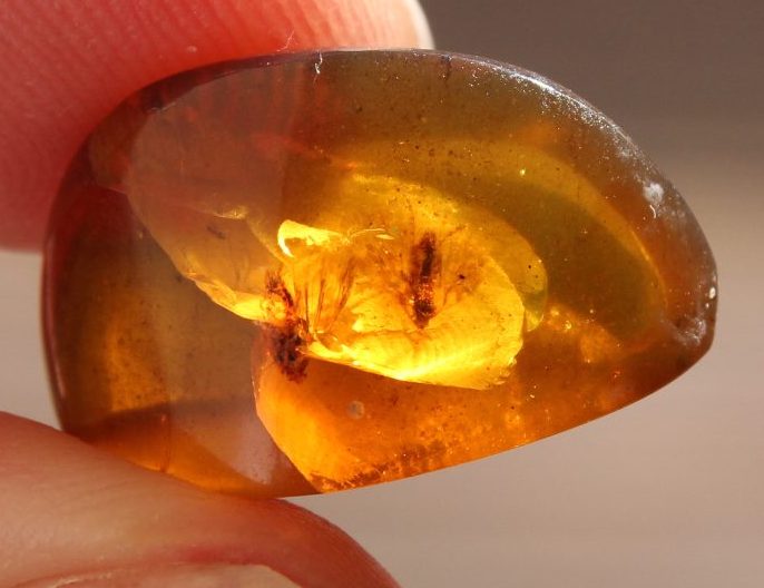 Insects Burmese Amber 100 million years old RARE Carousel 1