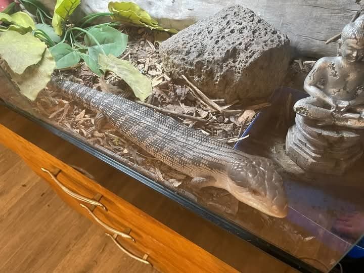 Blue Tongue Lizard Carousel 2