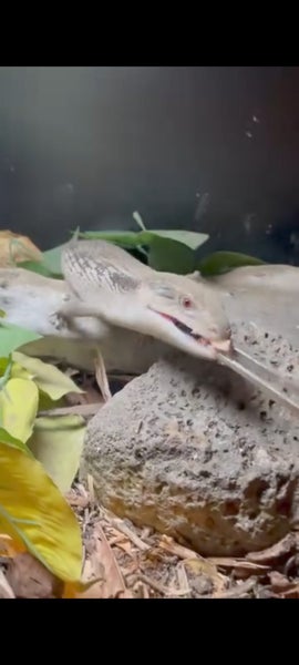 Blue Tongue Lizard Carousel 6