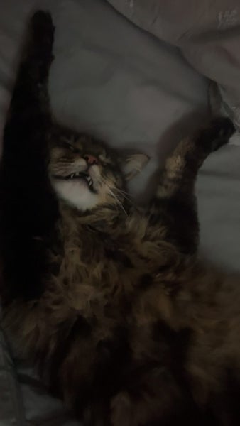 Beautiful Cat Needs Rehoming Carousel 7