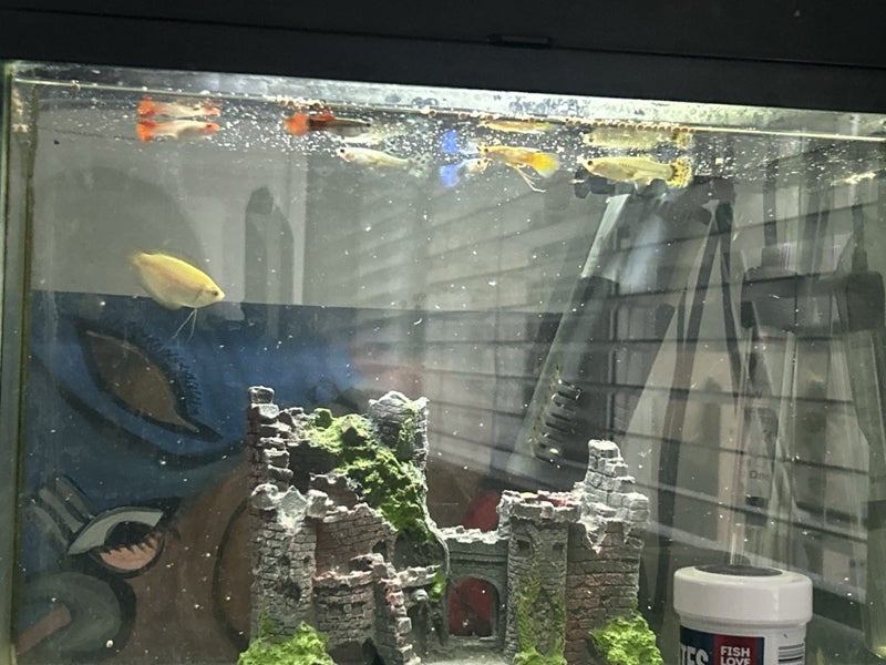 Fish tank Carousel 2
