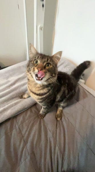 Beautiful Cat Needs Rehoming Carousel 2
