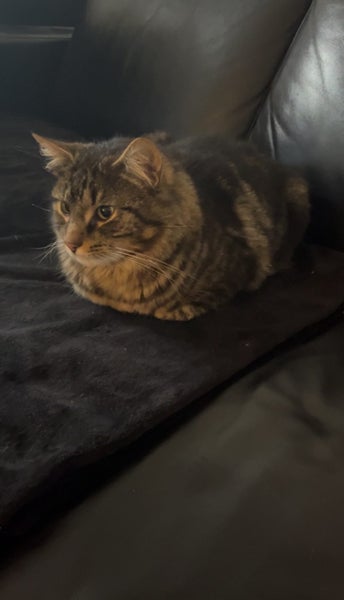 Beautiful Cat Needs Rehoming Carousel 1