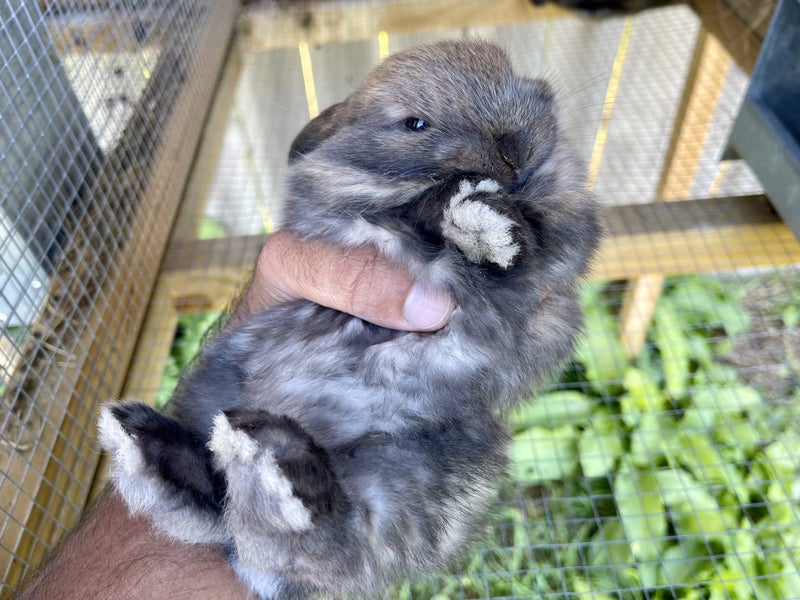 Purebred Mini lop kits Carousel 1