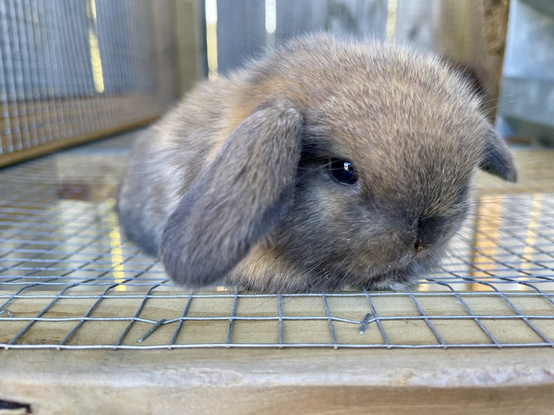 Purebred Mini lop kits Carousel 2