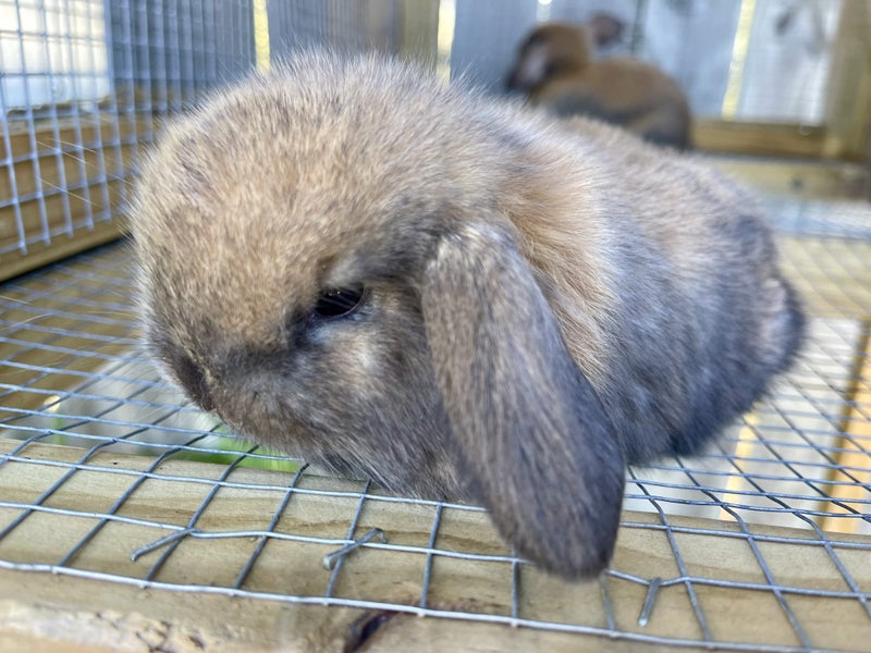 Purebred Mini lop kits Carousel 6