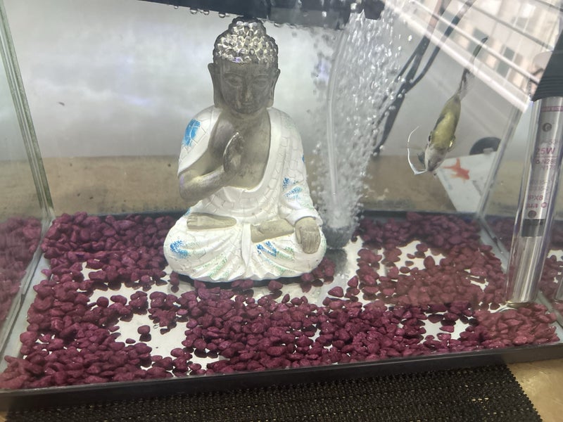 Fish tank Carousel 5