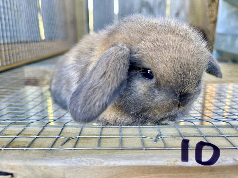 Purebred Mini lop kits Carousel 1