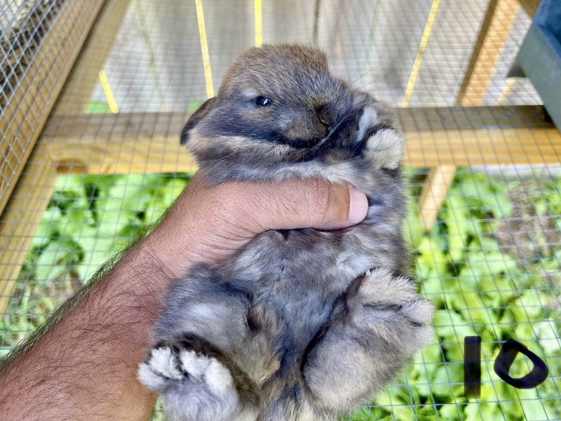 Purebred Mini lop kits Carousel 2