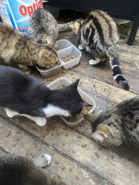 Barn and house cats Carousel 1
