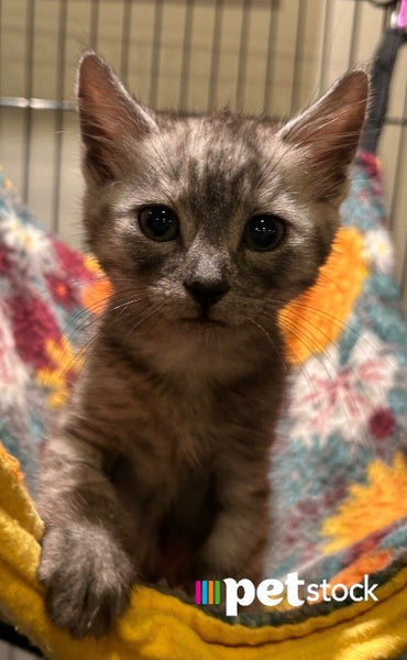 LONELY MIAOW KITTEN - HOPE Carousel 1