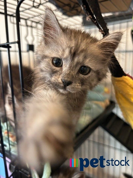 LONELY MIAOW KITTEN - HARPER Carousel 1