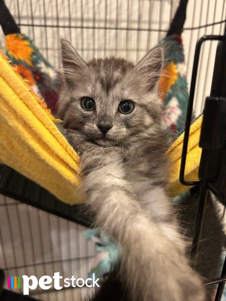 LONELY MIAOW KITTEN - HAZE Carousel 1