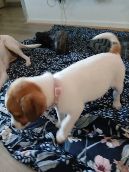 jack russell puppies Carousel 13