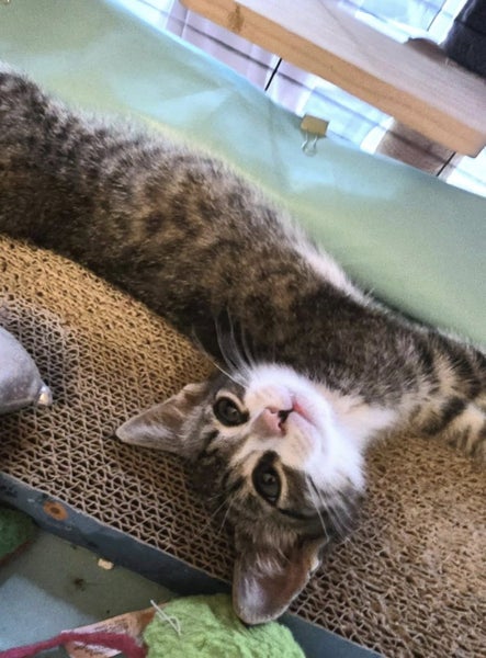 Rescue kitten Dennis Carousel 2