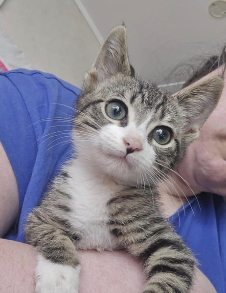 Rescue kitten Dennis Carousel 1