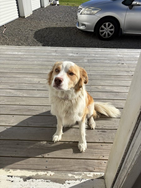 Border Collie male Carousel 1