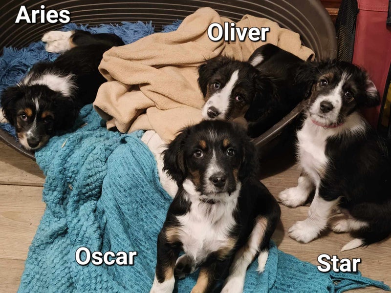 Pound Paws Rescue - Beardie x Springer Spaniel pups Carousel 1