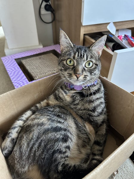 Pepper - only to a good home Carousel 1