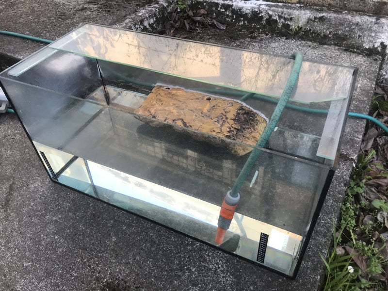 Turtle Tank Carousel 2