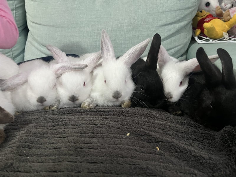 Mini lop rabbits Carousel 15