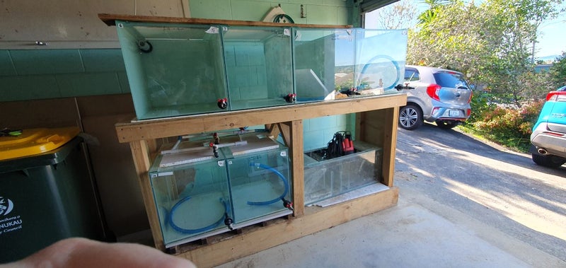 Large fishtank breeding setup Carousel 2
