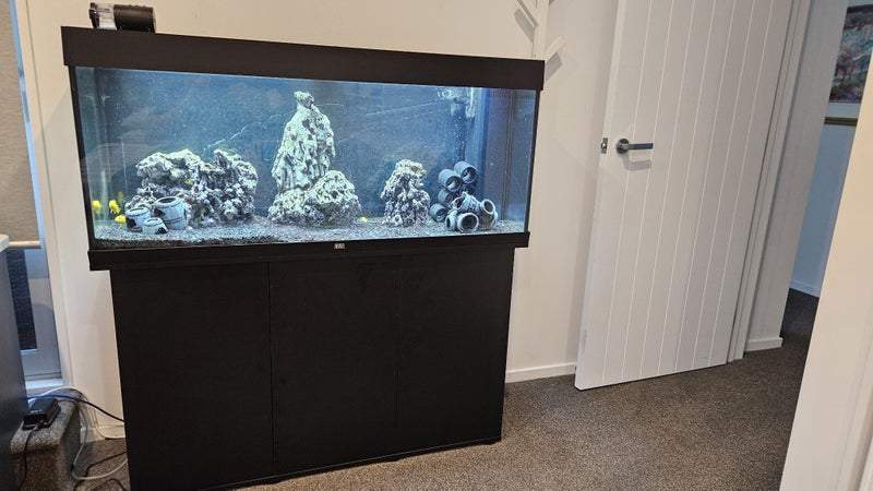 Juwel Rio 240L Large Fish Aquarium, with fish. Carousel 2