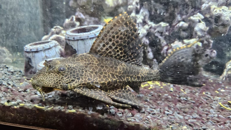 Juwel Rio 240L Large Fish Aquarium, with fish. Carousel 10