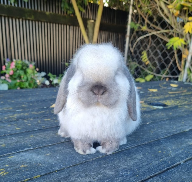 Purebred Mini Lop Carousel 1